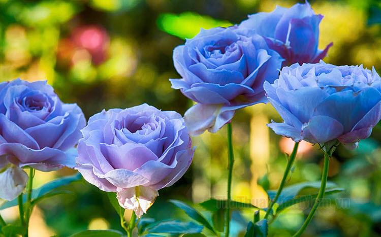 Video hình nền hoa hồng tuyệt đẹp Beautiful rose background video Full HD YouTube