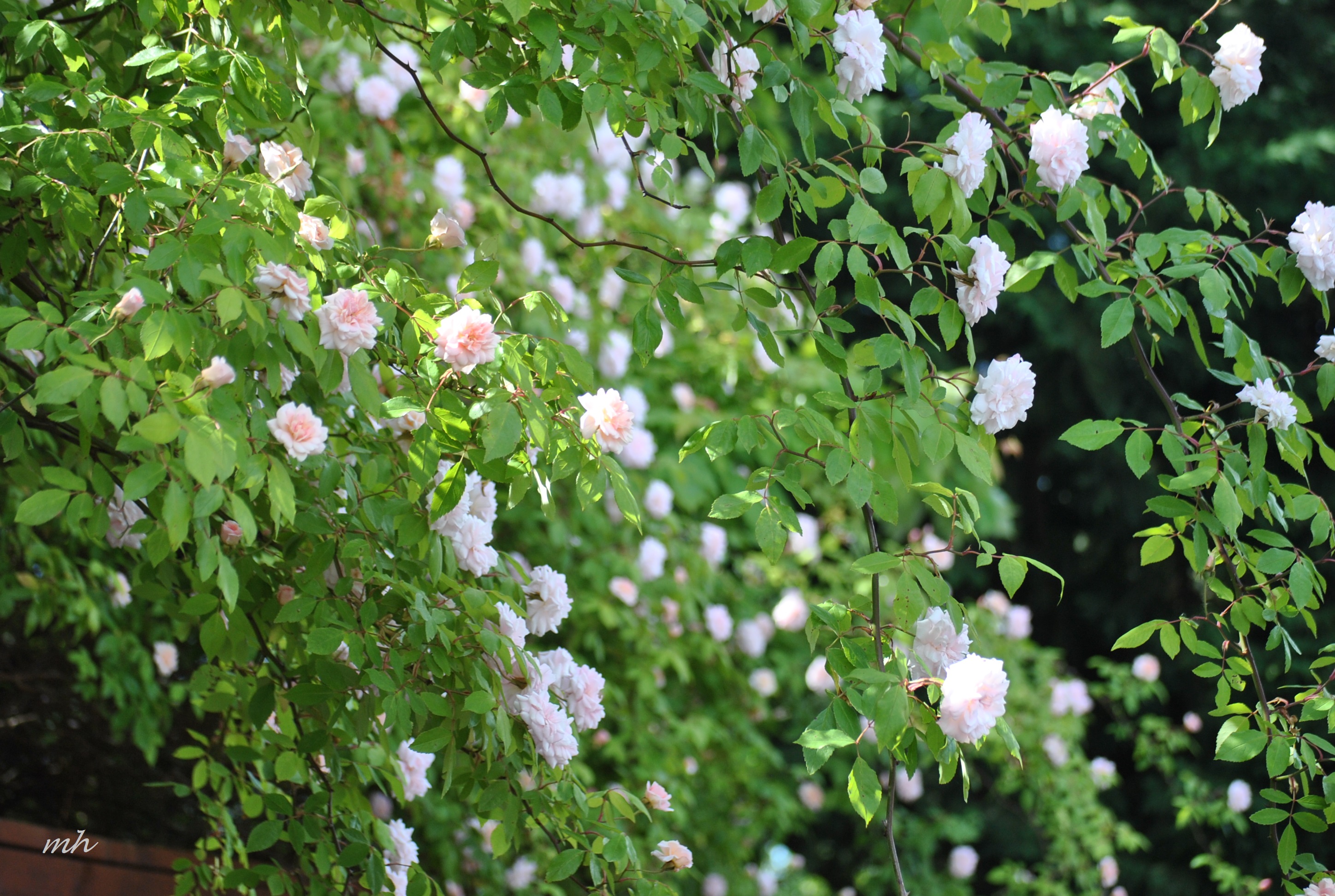 Hoa Tường Vi trắng đẹp như hoa hồng