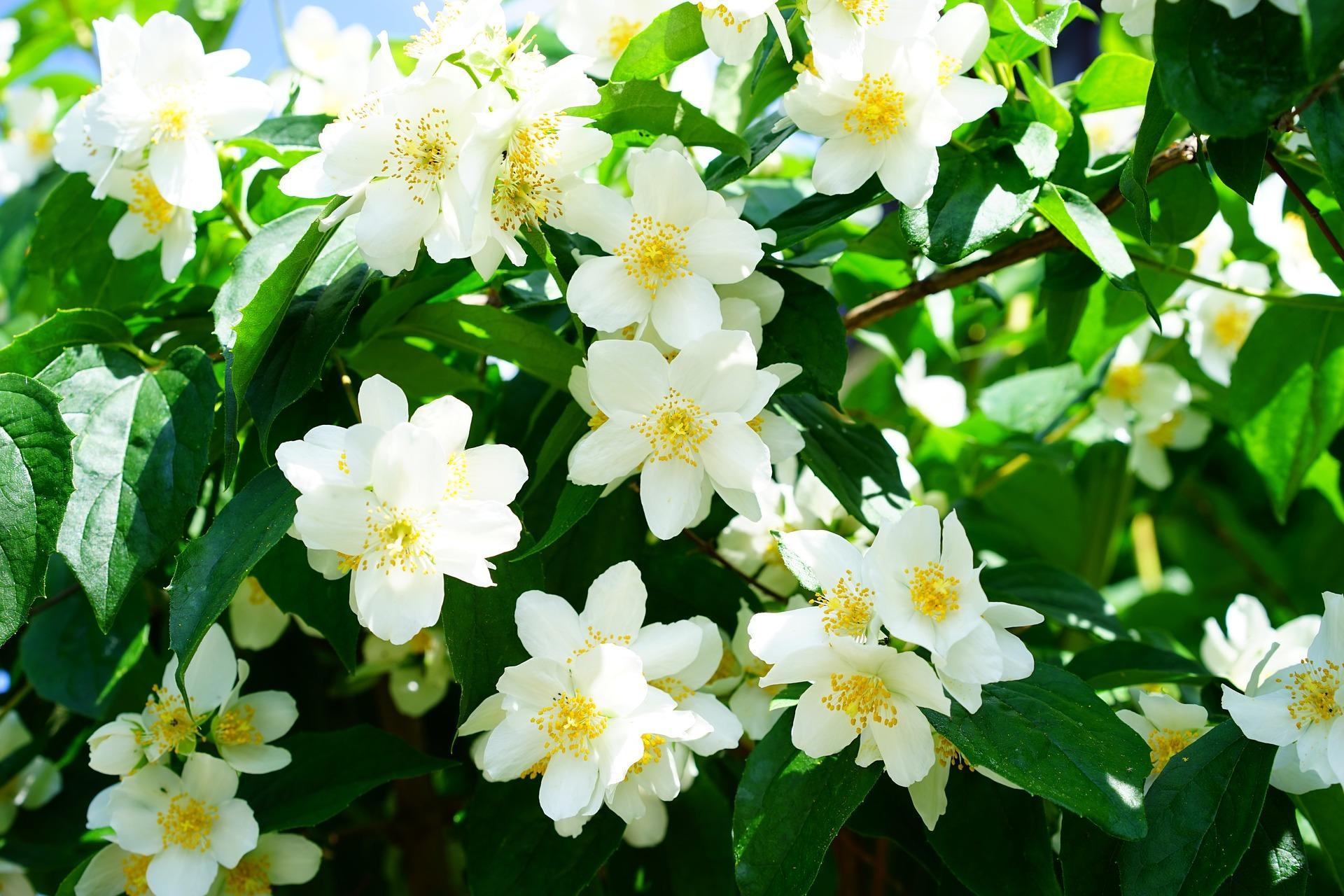 Tải ảnh hoa Tường Vi trắng cực đẹp