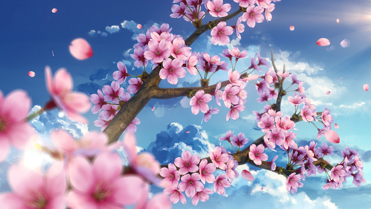 Ảnh nền Anime phong cảnh hoa anh đào Nhật Bản tuyệt đẹp