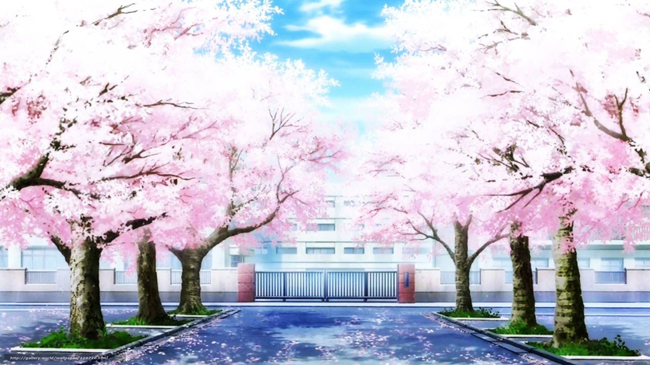 Hình nền Anime phong cảnh hoa anh đào tuyệt đẹp cho máy tính