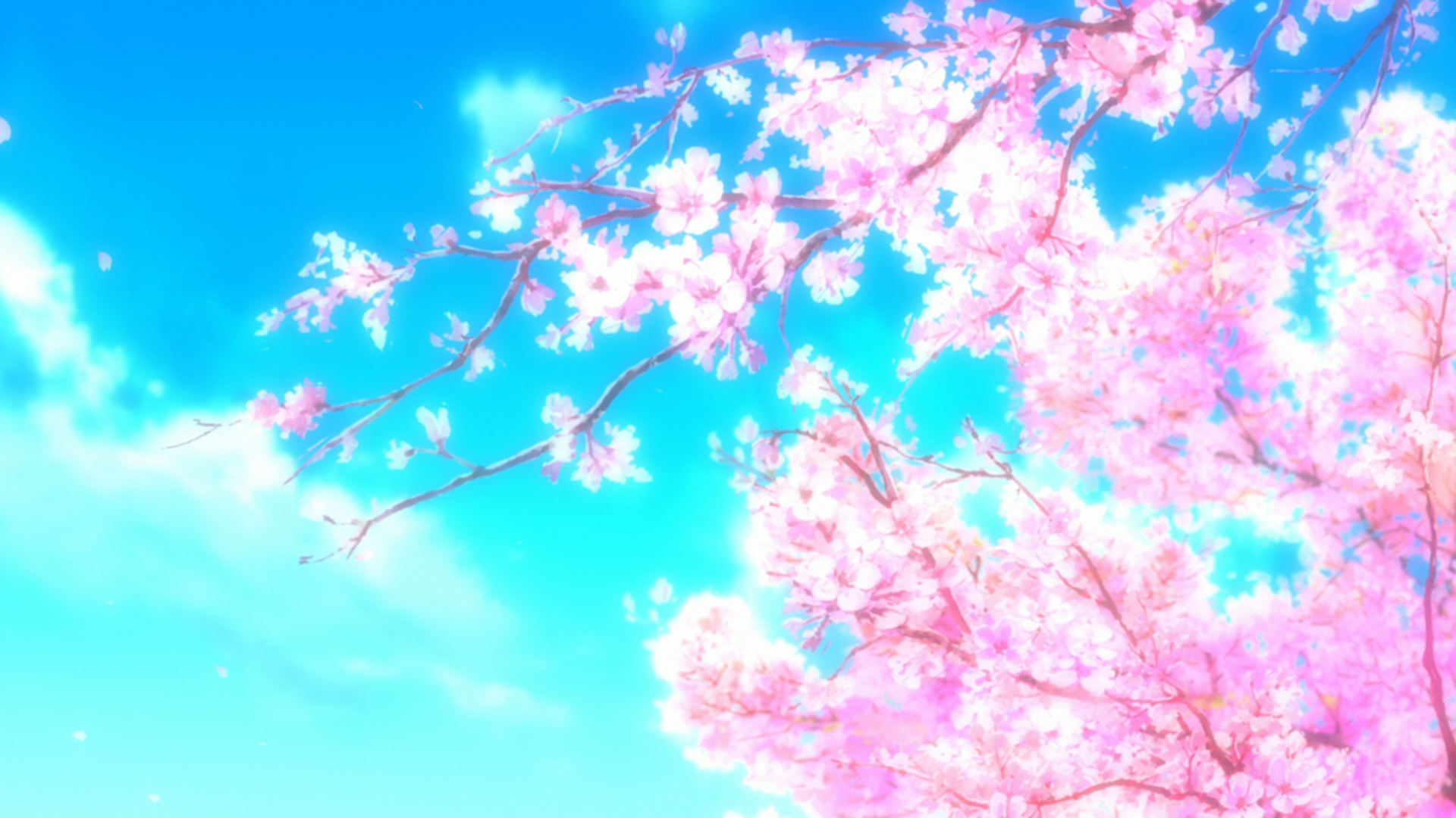 Hình nền Anime cảnh quan hoa anh đào