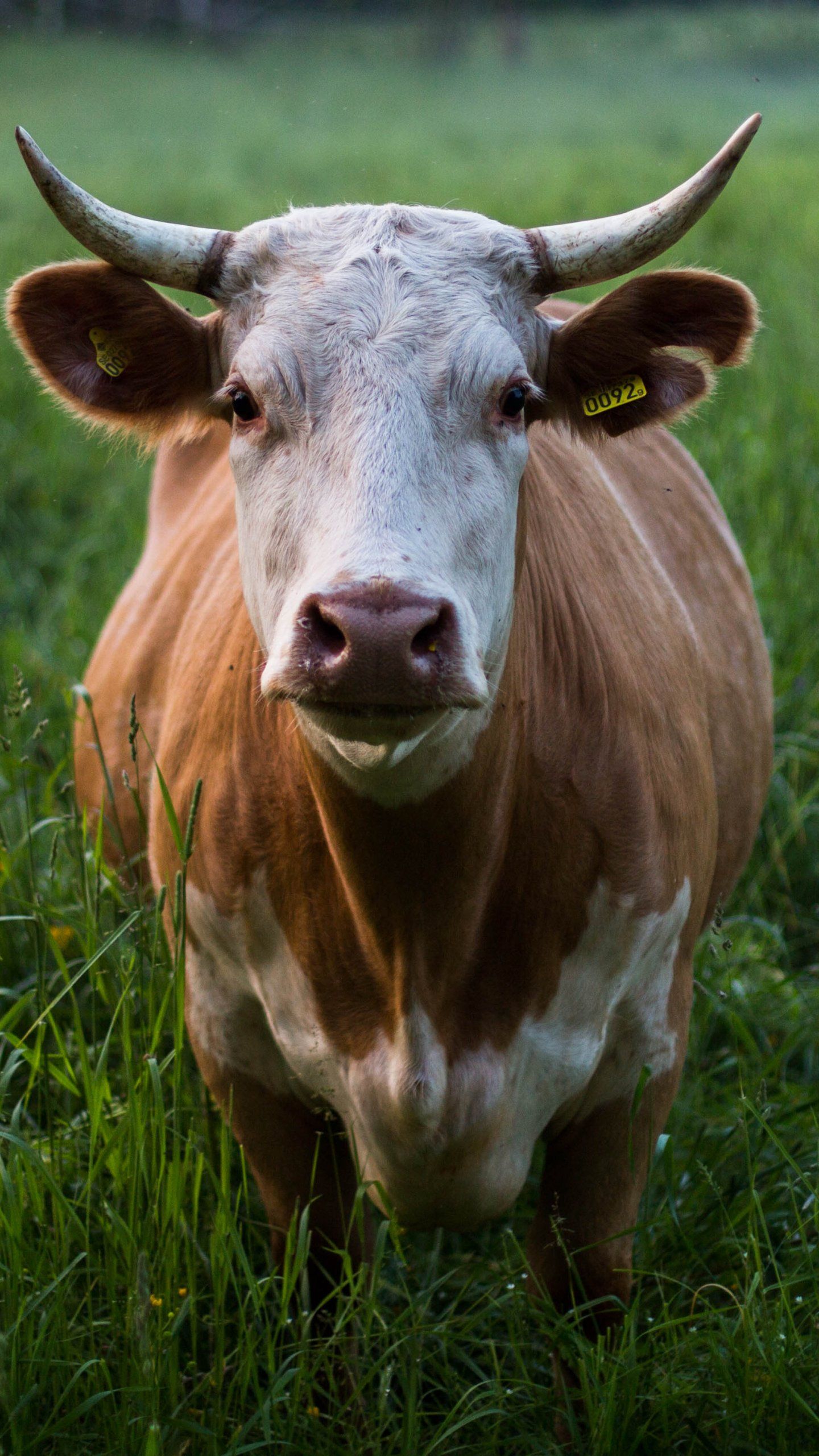 Hình nền bò sữa cute ảnh bò sữa cute  QuanTriMangcom