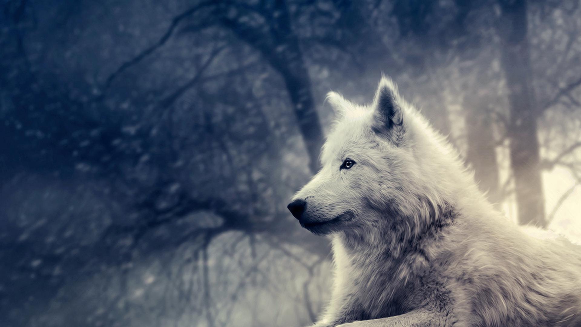 Ảnh nền sói trắng đẹp