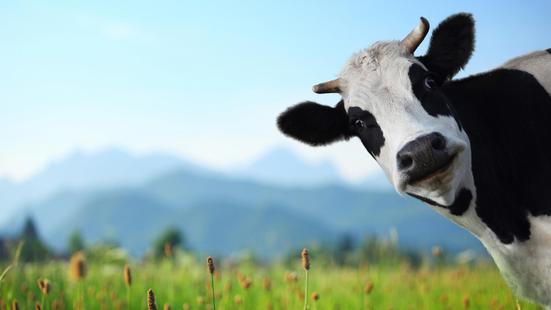 Mách bạn 93 iphone hình nền cute bò sữa mới nhất  Tin học Đông Hòa