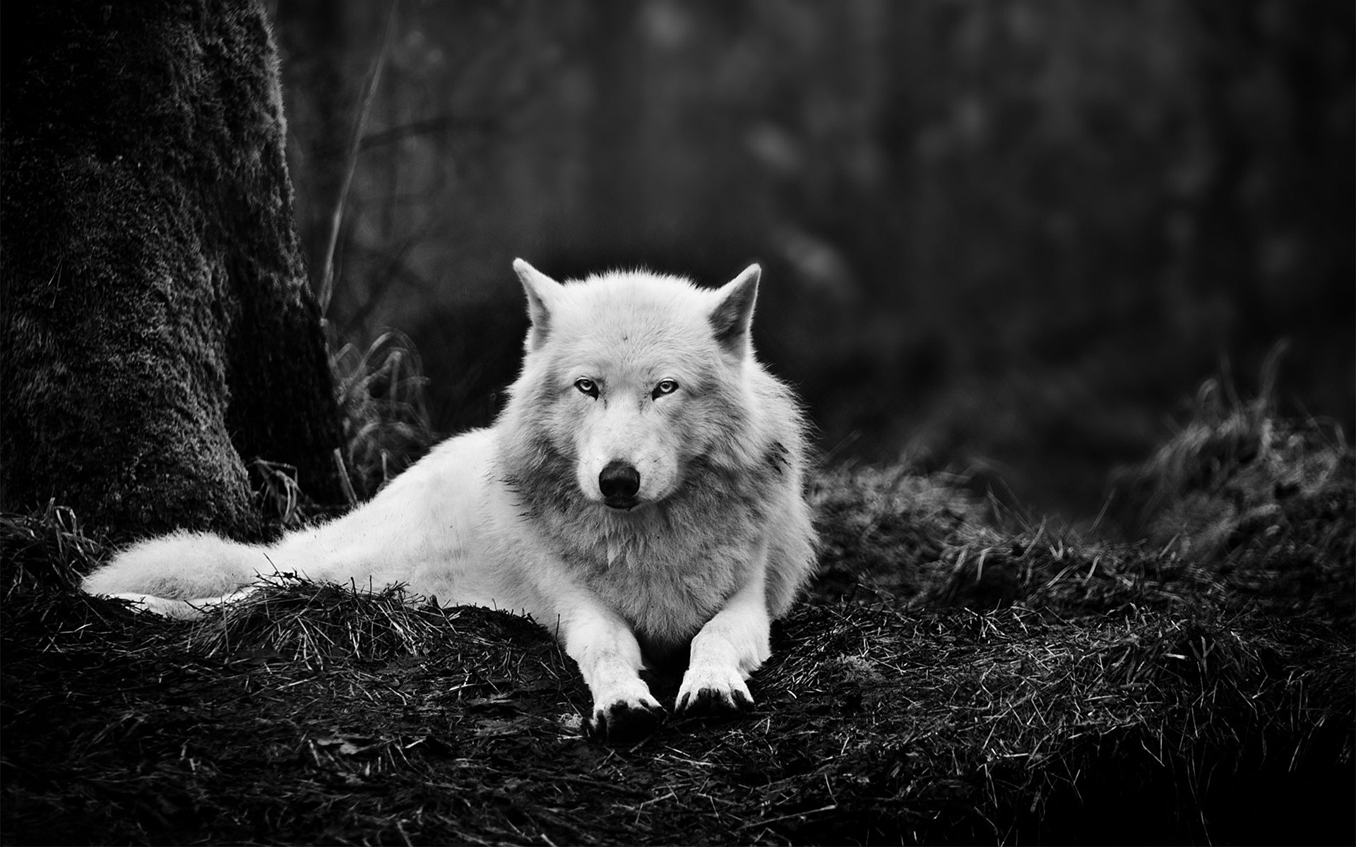 Hình nền con sói buồn