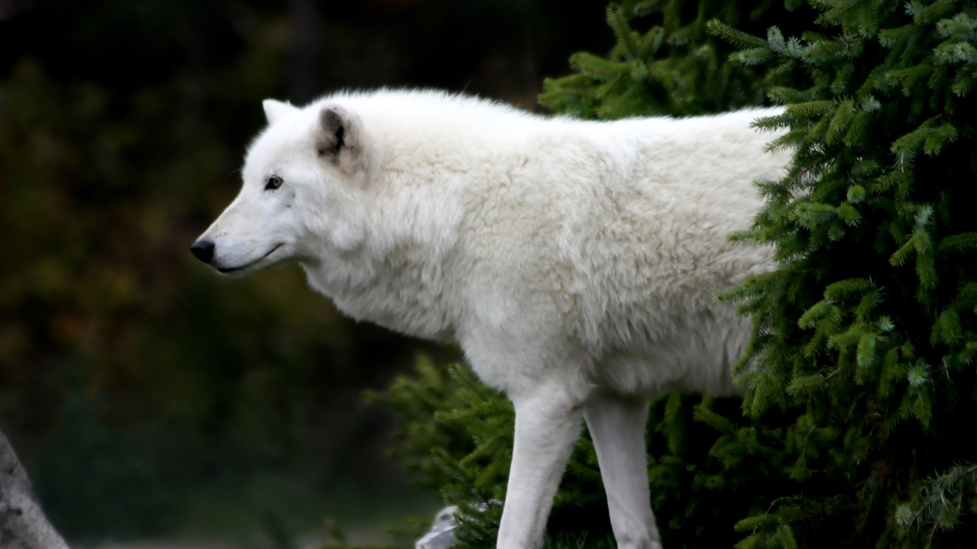 Hình nền con sói trắng