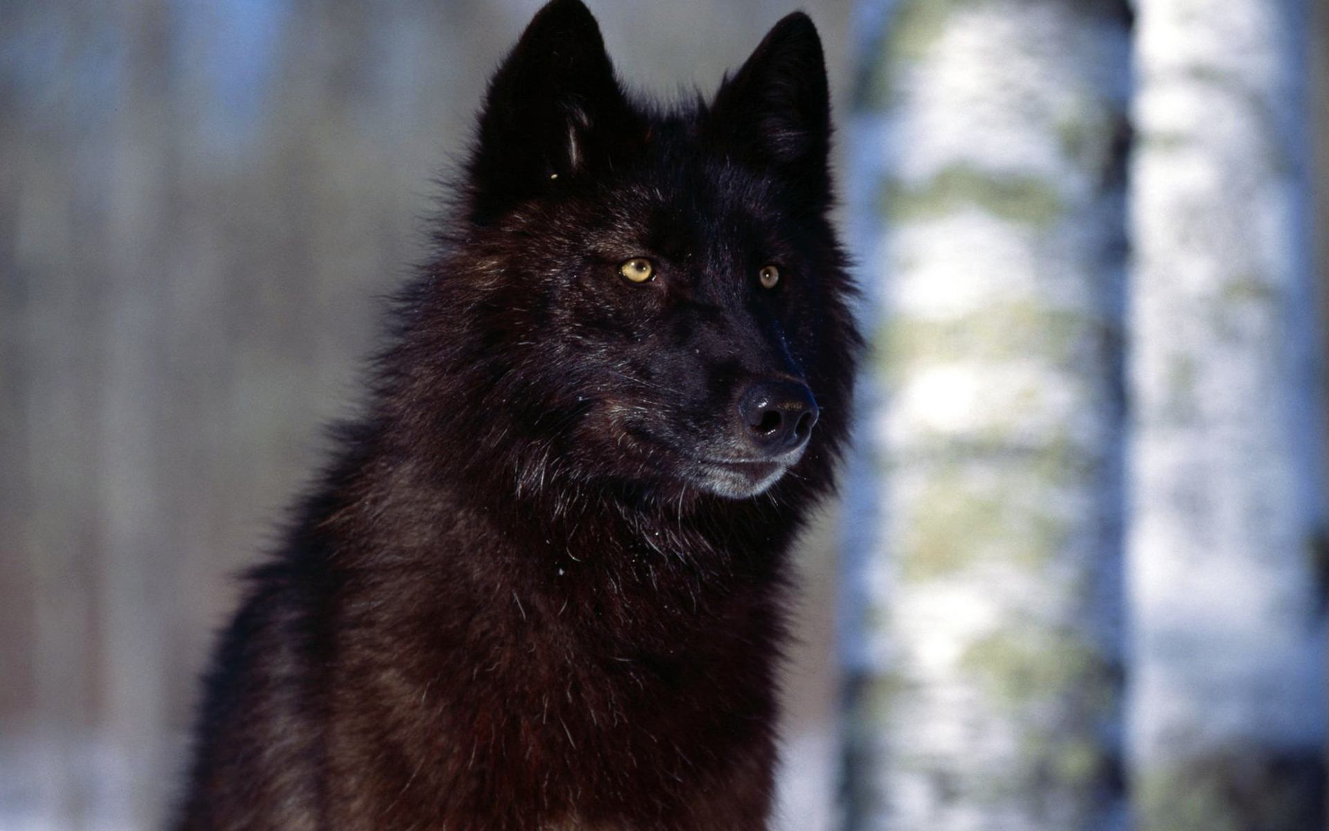 Hình nền sói đen