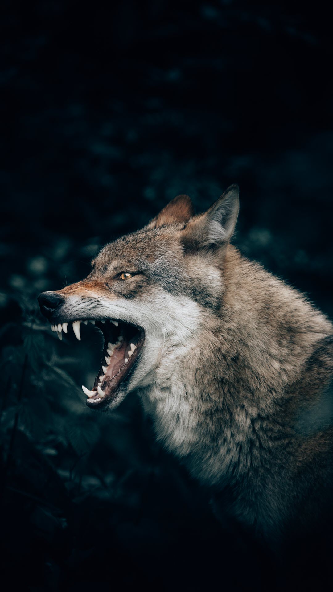 Hình nền sói dữ